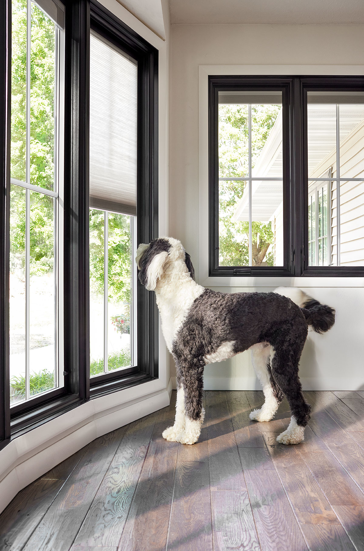 Dog looking out bow window